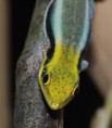 /album/fauna/phelsuma-klemeri-007-jpg1/